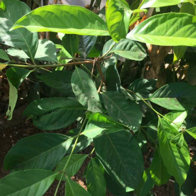 

Daun salam segar 100gm langsung petik