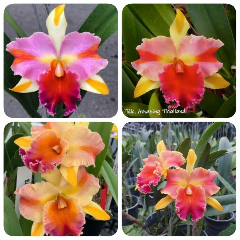 Anggrek remaja cattleya Amazing Thailand