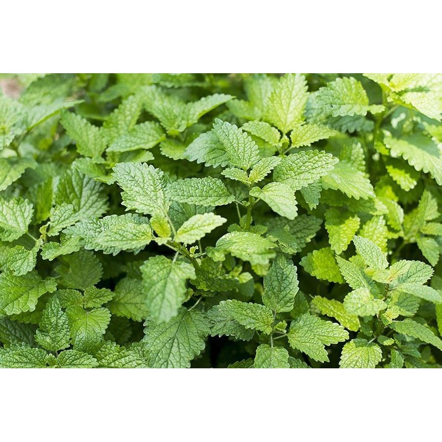 Benih-Bibit Herba Lemon Balm (Haira Seed)