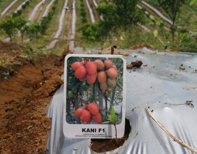 15 Biji - Benih Tomat Buah KANI F1 - Buah Besar Daging Tebal-6