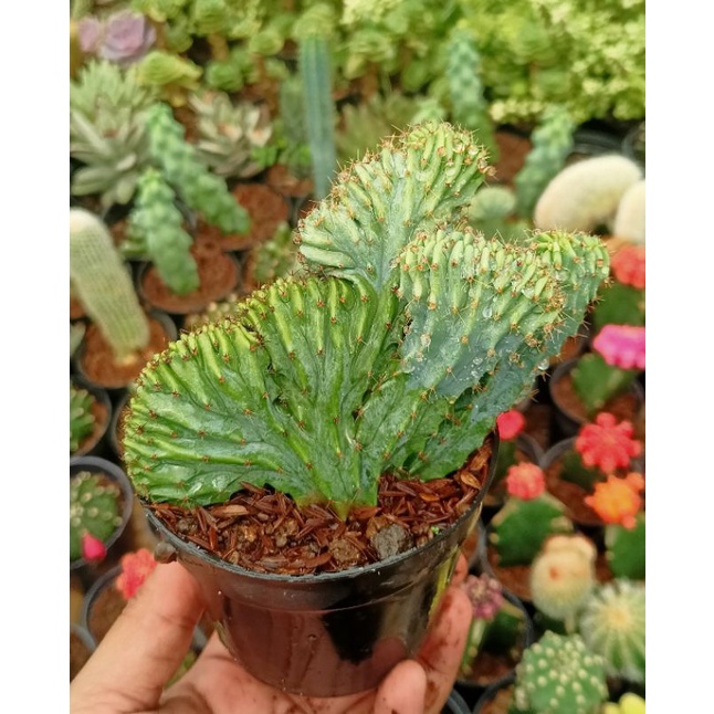 Euphorbia cristata