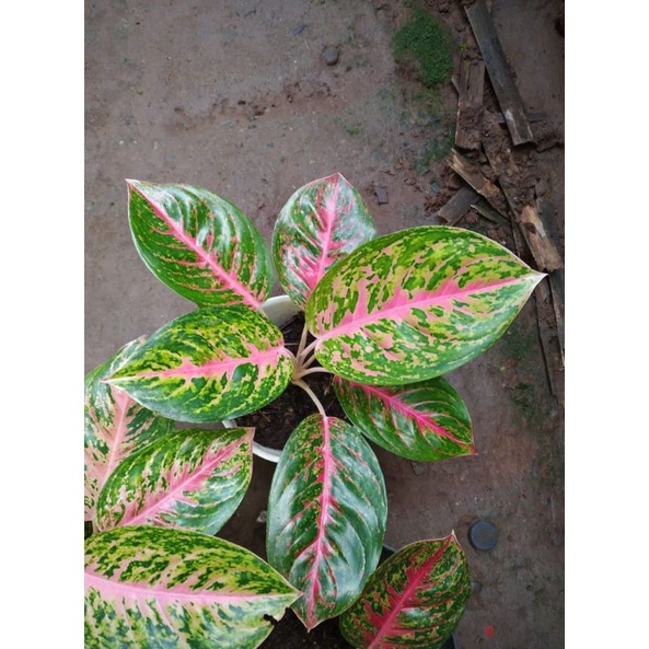 aglonema big papa indukan