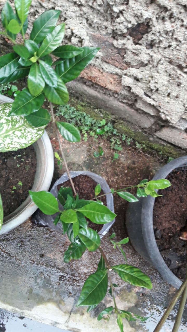 Tanaman Hias Kacapiring