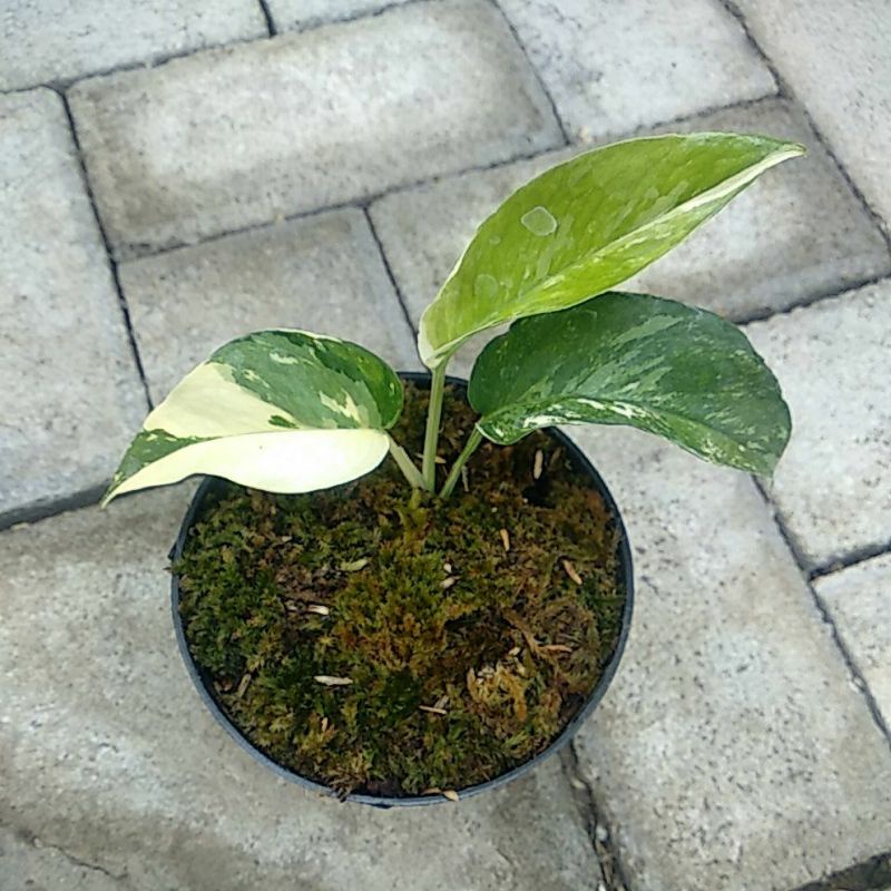 Epipremnum Pinatum Variegata/Ekor Naga Variegata
