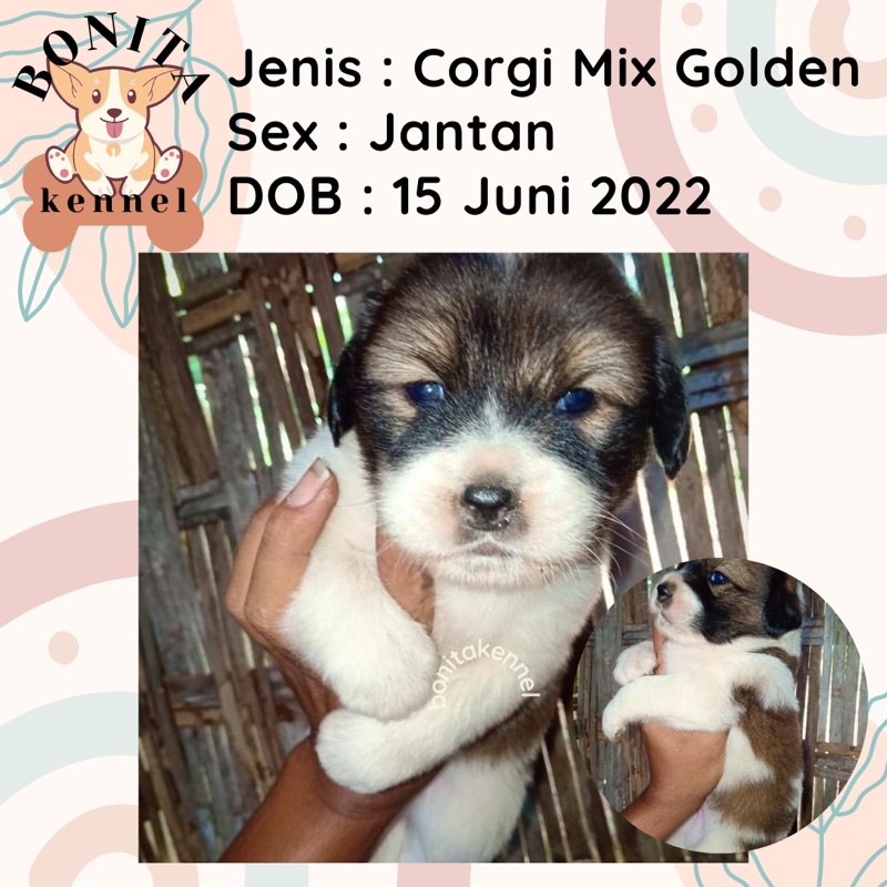 Anjing Corgi Mix Golden Anakan Anjing Corgi Mix Golden