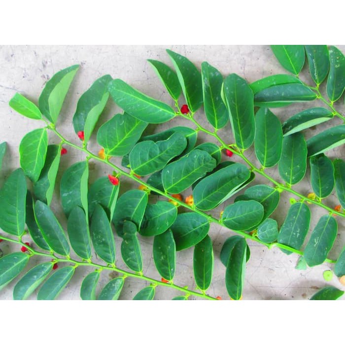 

Daun Katuk Serbuk 250gram