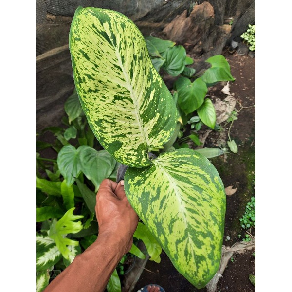 tanaman hias anggun ayu