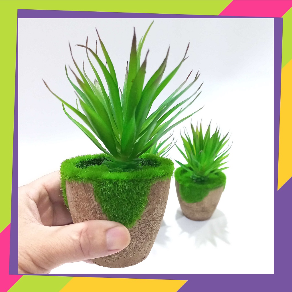 192 / Pot bunga lumut &amp; bunga kaktus pedang / Tanaman cactus artificial