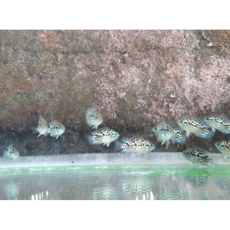 Ikan Cichlid EBJD (Electrik Blue Jack Dempsy)