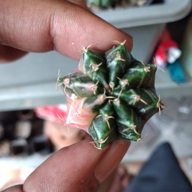 cactus gymno miha hybrid