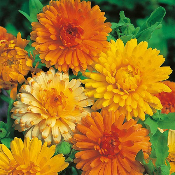 Benih Bibit Biji - Bunga Calendula Art Shades (Calendula officinalis) Flower Seeds - IMPORT