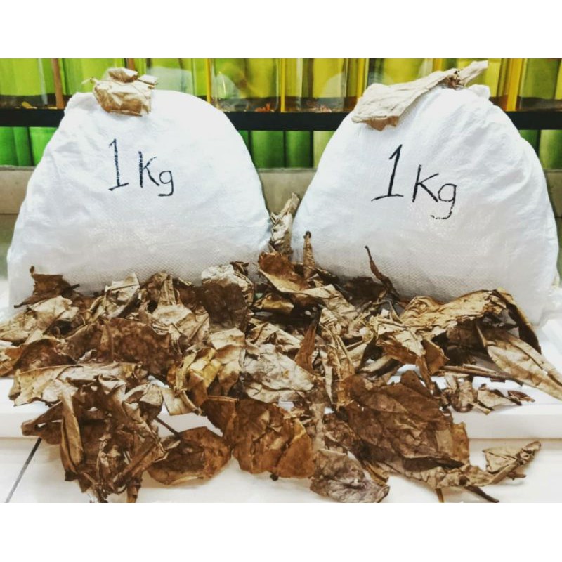 Ketapang Laut/Daun Ketapang/Ketapang Olahan/Ketapang Kiloan