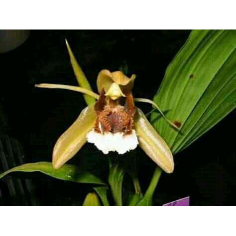 (COD) Anggrek coelogyne speciosa