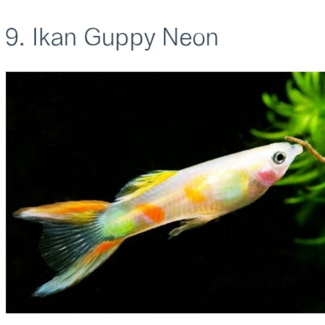 10 Gambar Ikan Guppy Harga Termahal Di Dunia 2021 Jenis Hias