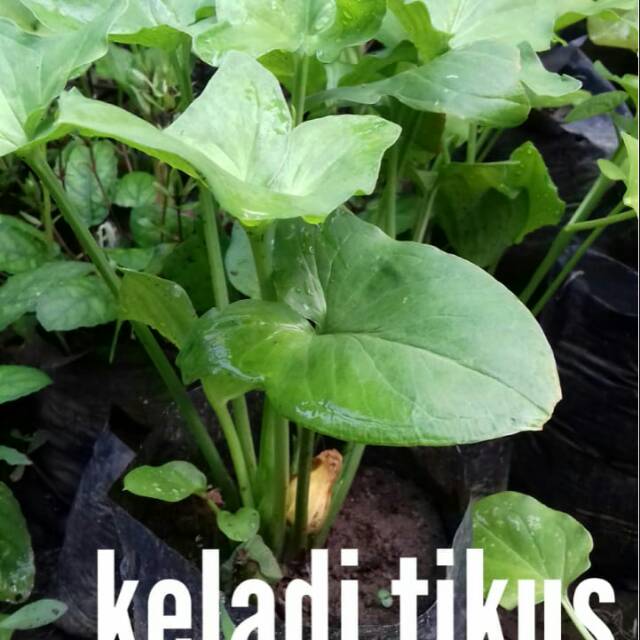 keladi tikus asli