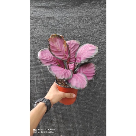 tanaman hias calathea crimson/ hiasan taman/ crimson rumpun