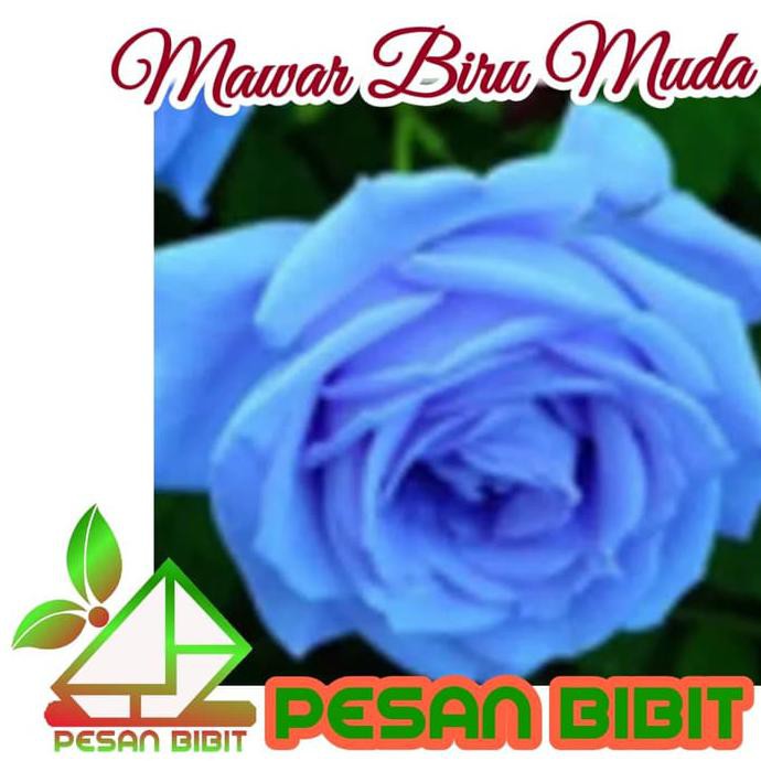 Fprt Bibit Bunga Mawar Biru Muda