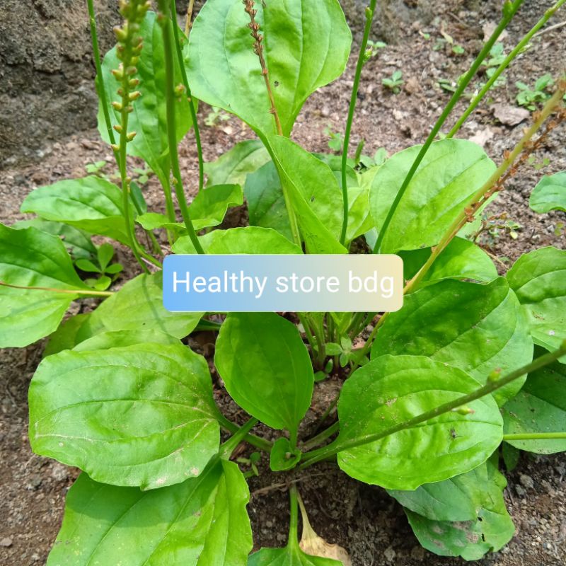 

Daun Ki Urat Atau Daun Sendok Segar 1 kg