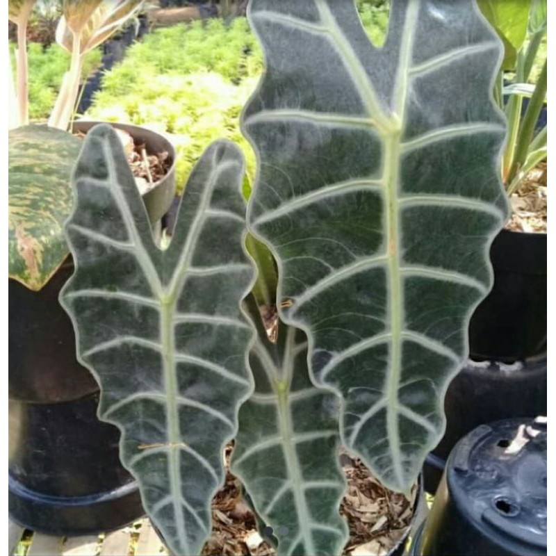 tanaman hias keladi amazon / caladium amazon tengkorak