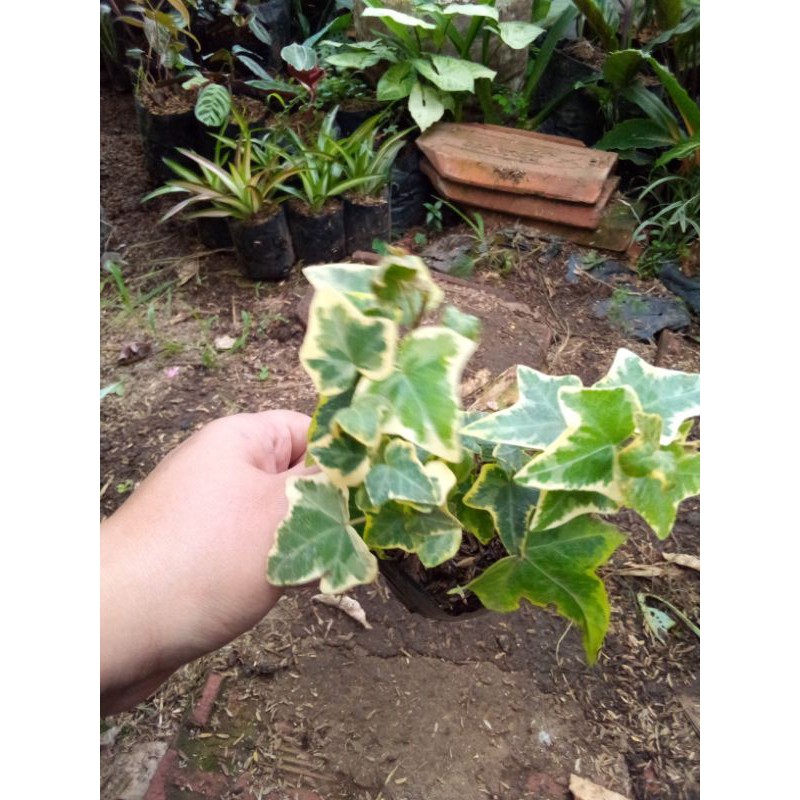tanaman hias  Ivy bintang./Ivy English