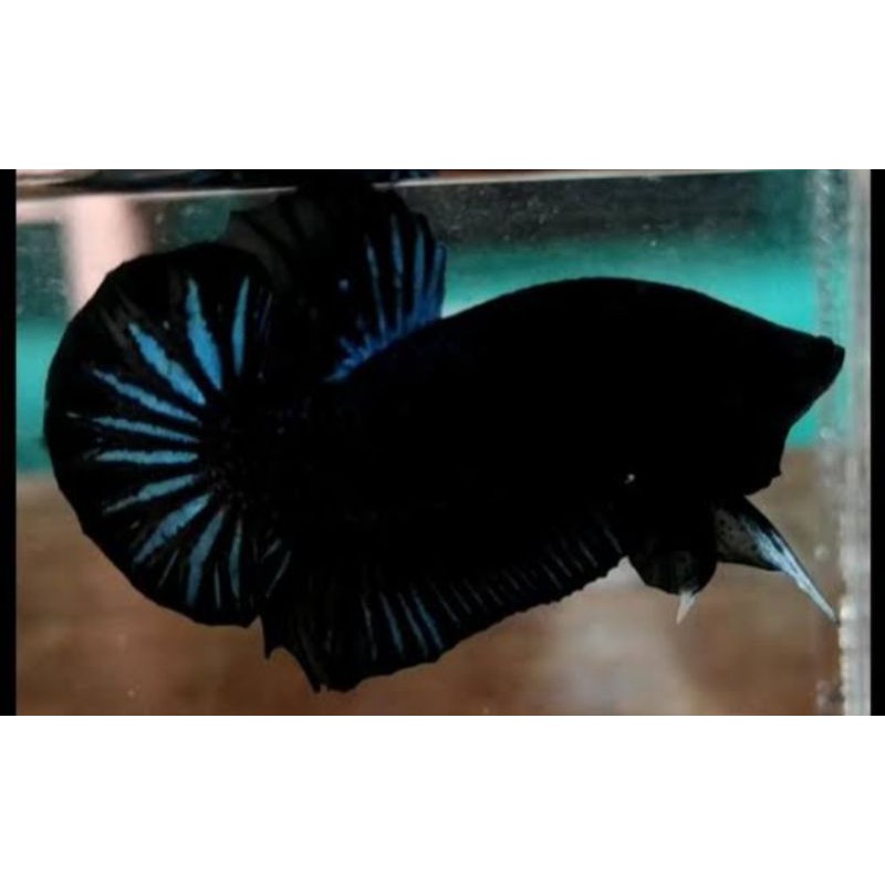 ikan cupang super black