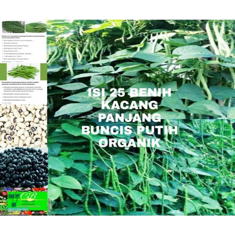 buncis-kacang organik/25 benih buncis putih/25 benih kacang panjang