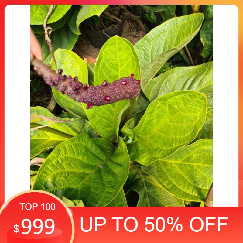 Biji anthurium jemani mangkok pagoda