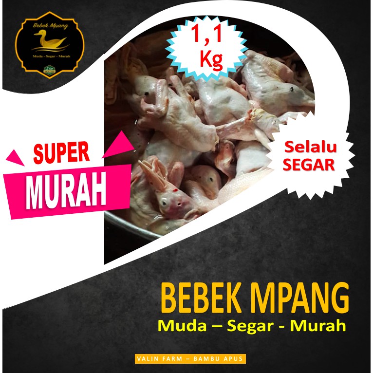 

Daging bebek hibrida 1,1 Kg segar murah dan halal