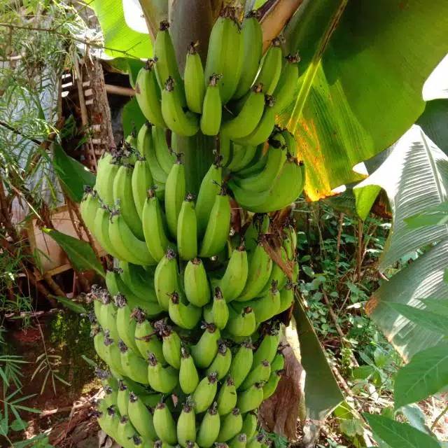 

Bibit pohon pisang ambon