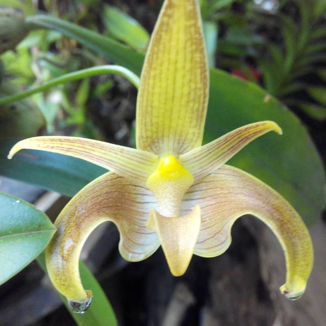 Bulbo lobi,i 1 papan