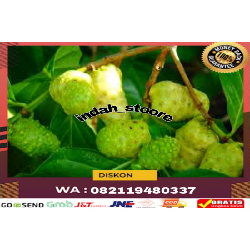 

Readystok buah mengkudu/pace/obat herbal alami/