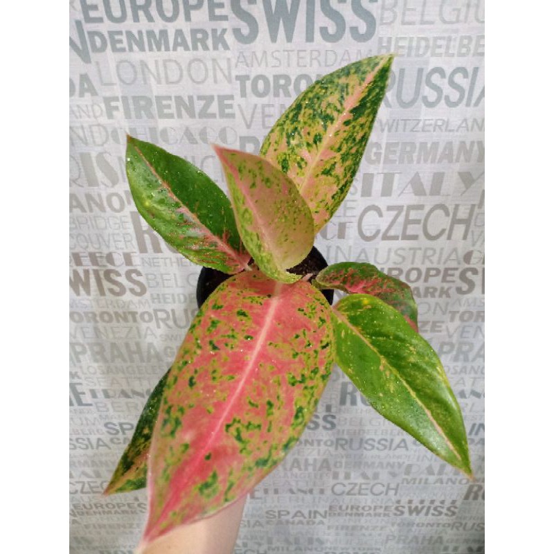 ( SOLD ) Aglaonema Big Roy