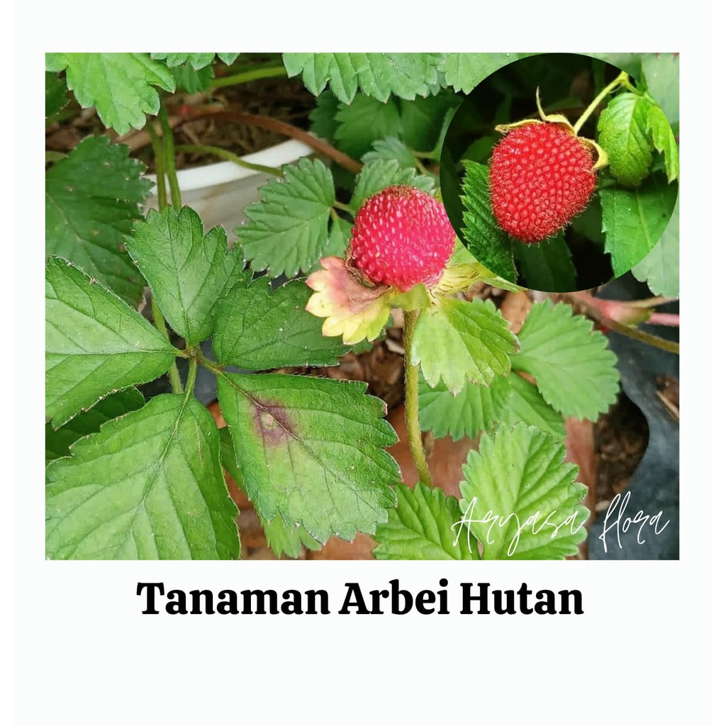 Bibit Arbei Hutan/Tanaman Arbei Hutan