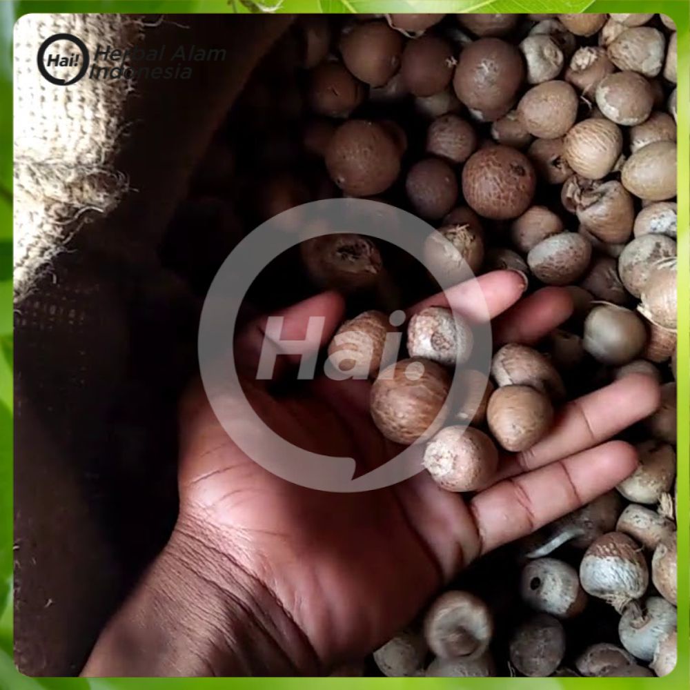 

BUAH PINANG KERING BELAH DUA PALING MURAH HARGA GROSIR