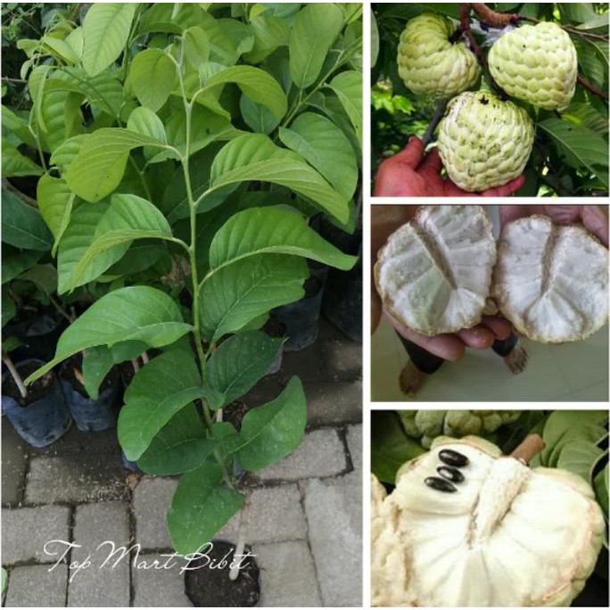 Bibit Tanaman Srikaya Jumbo Tanpa Biji xina