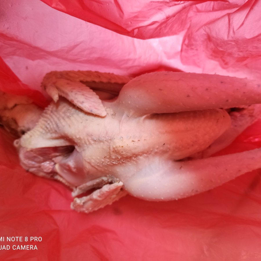 Ayam Kampung Jago Asli 1.2-1.5Kg + Jeroan