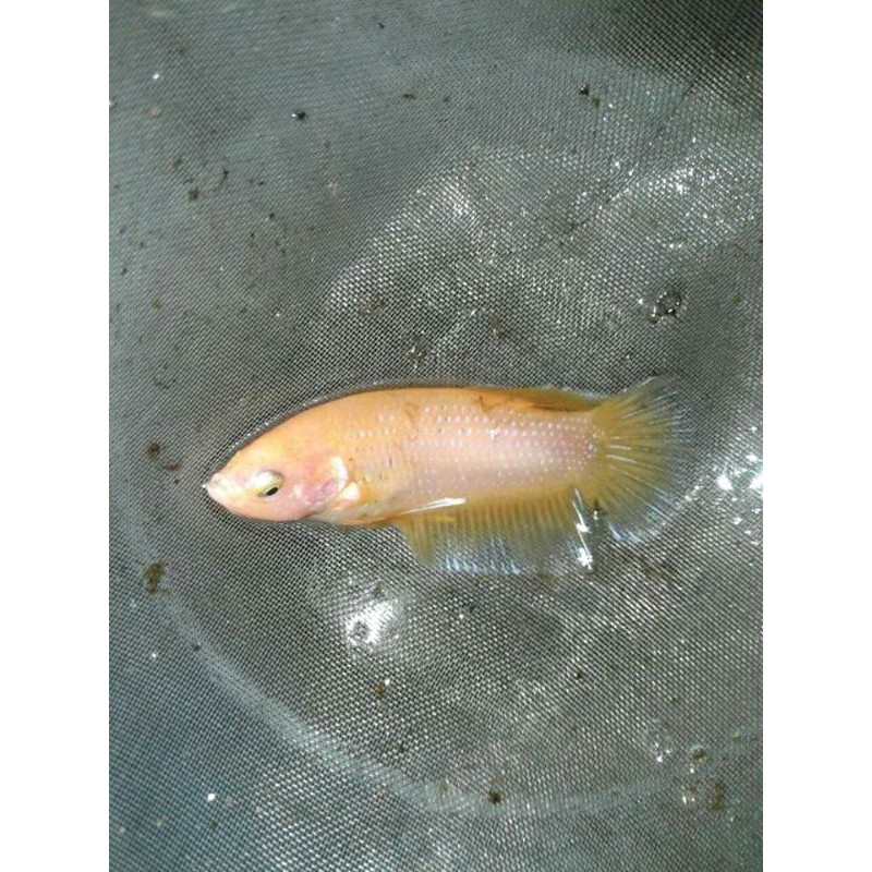 cupang yellow banana