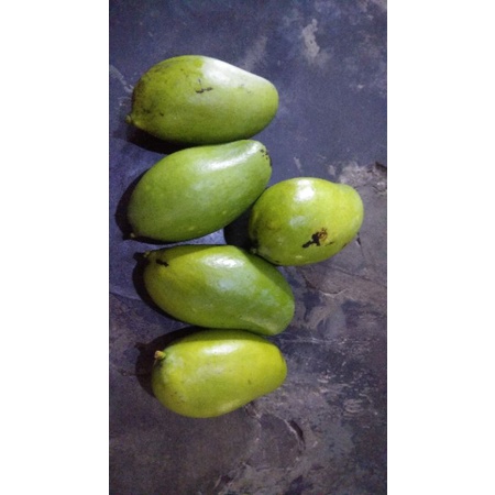 

mangga muda