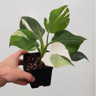 phillodendron white wizard real pict