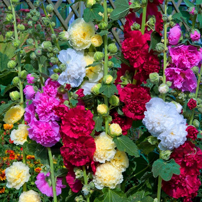 Benih-Bibit Bunga Hollyhock Summer Carnival Mix (Haira Seed)