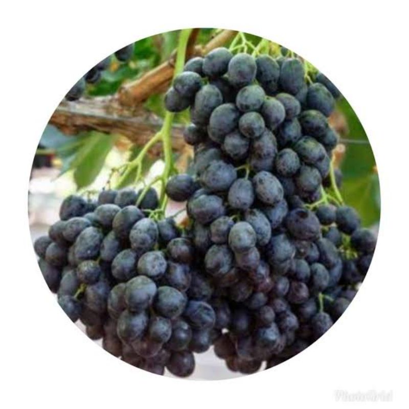 Bibit Anggur Import Jenis Kyoho