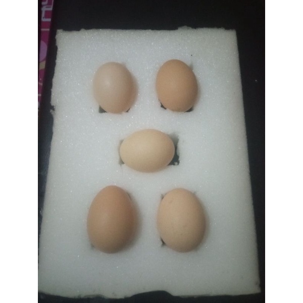 

Telur Fertil Ayam Pelung Asli