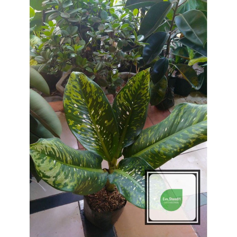 Tanaman hias blanceng army hiasan taman blanceng army