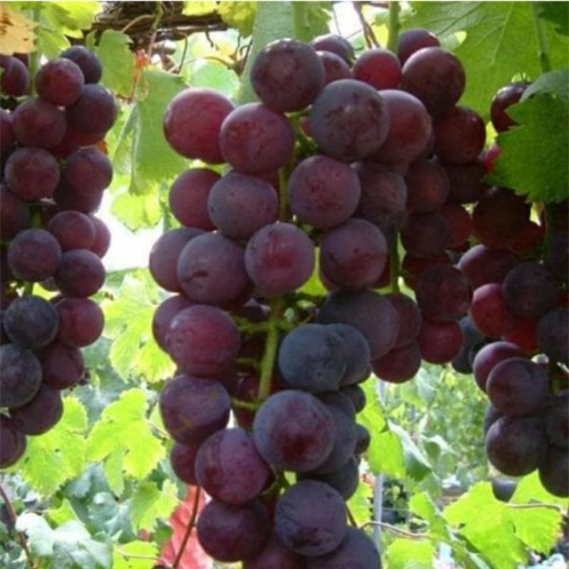 paket 2 bibit anggur isabella gratis 4 bibit anggur