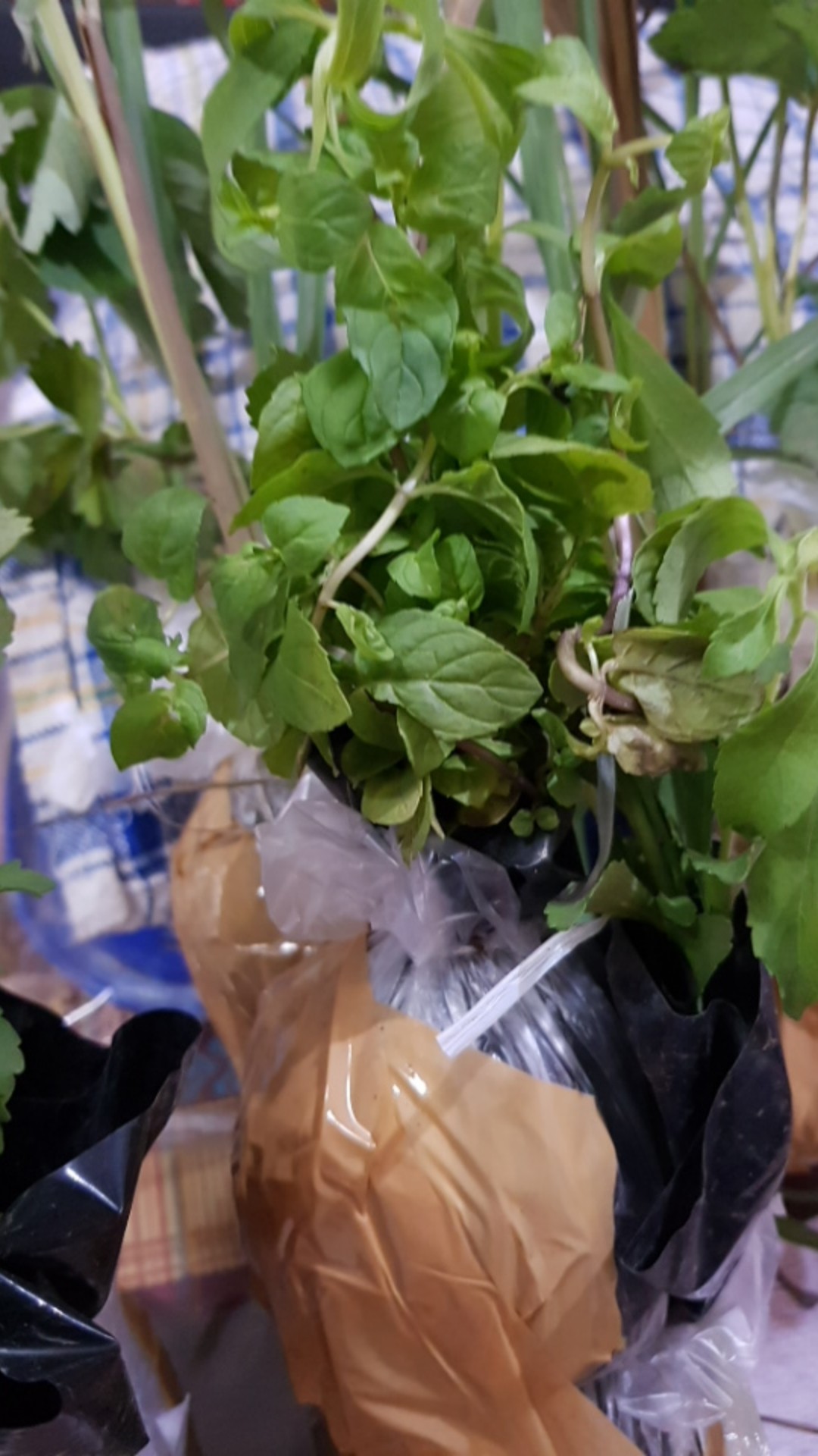 Bibit Tanaman Coklat Mint Coklat Daun Chocolate Mint