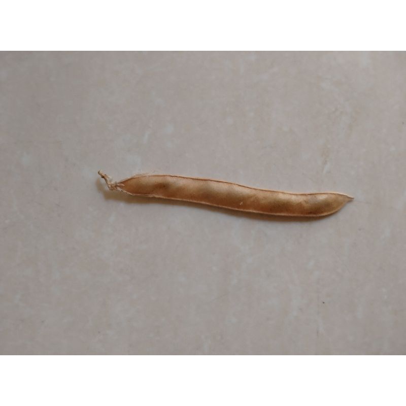 Bibit Bunga Telang Tumpuk