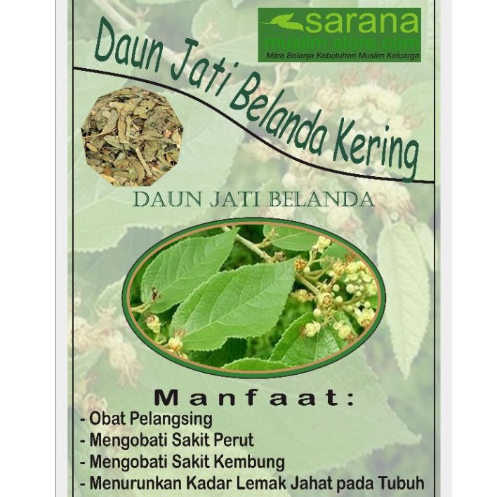 

Daun Jati Belanda Kering 500gr Asli Manfaat Untuk Pelangsing
