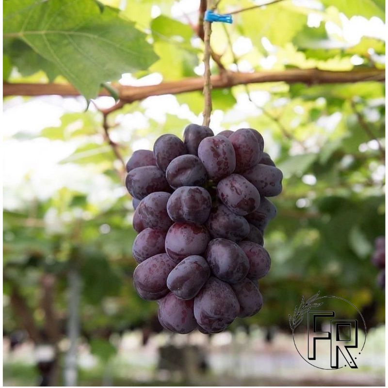 BIBIT TANAMAN BUAH ANGGUR BLACK SHINE MUSCAT // BIBIT ANGGUR BLACK SHINE MUSCAT // SHINE OF FUJI