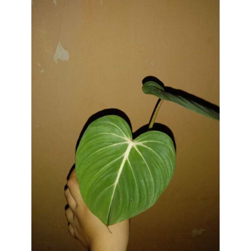 philodendron gloriosum pink back