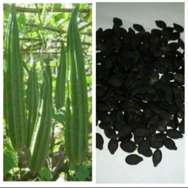 Benih Oyong/ Gambas